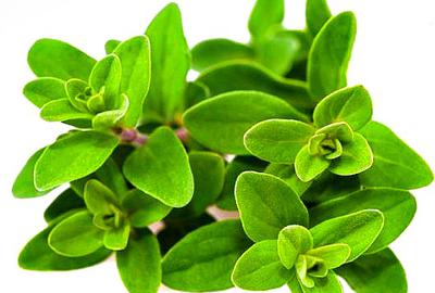 Marjoram Plants with Fresh Leaves 