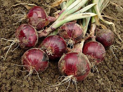 Bulb Onions in Uganda 