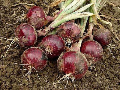 Bulb Onions in Uganda 