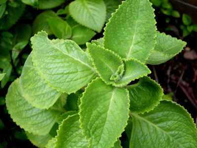 Oregano Plant Leaves in Uganda 