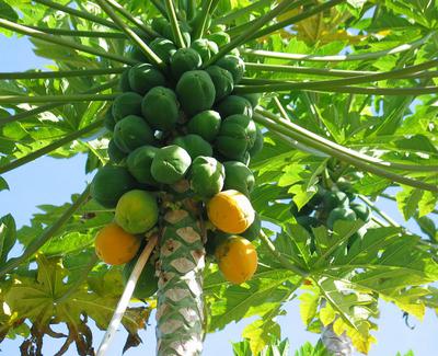 Papaya a.k.a Pawpaw Tree with Ripe Fruits in Uganda
