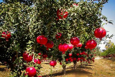 Pomegranate Trees with Fruits 
