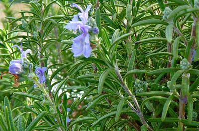 Rosemary Plant with Flower in Uganda 