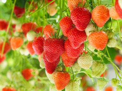 Strawberries in Uganda 