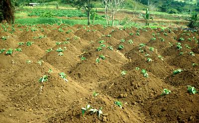 Sweet Potato Garden in Uganda 