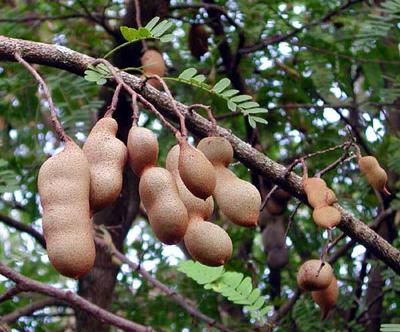 Tamarind Plants with Fruits 
