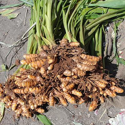 Turmeric Rhizimes in Africa 