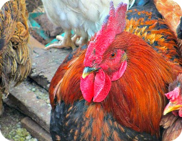 Kuroiler Chicken in Uganda