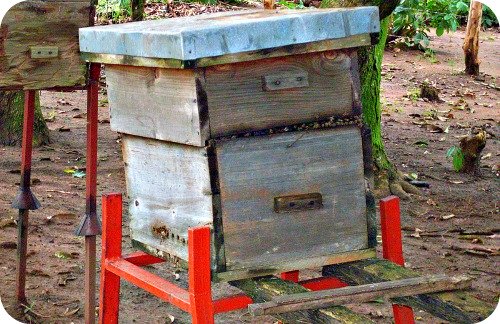 Langstroth Hive in Uganda
