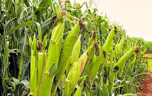 Maize Plantation in Uganda