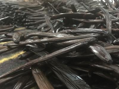 Vanilla Beans on Sorting Table