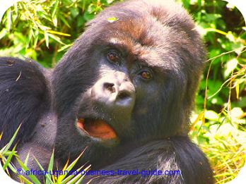 Mountain Gorillas