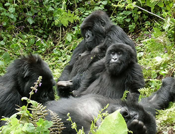 Gorilla Familly in Uganda Africa