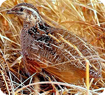 Quail Bird in Uganda, Africa