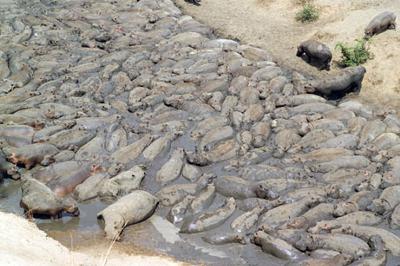 I was amazed by the many hippos lying in the mud along the shore.