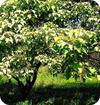 Aleurites moluccana (Candle nut-tree) in Africa