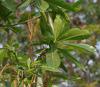 Photo/appearance <br>Alstonia boonei in Uganda