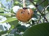 Photo/appearance <br>Annona senegalisis in Uganda 