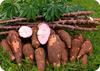 Raw Cassava Tubers in Uganda 