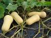 Butternut Squash Plant with Fruits  in Uganda 