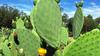 Cactus in Uganda 