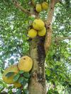 Jackfruit Tree in Uganda Africa 