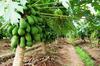 Papaya / Pawpaw Plantation Uganda