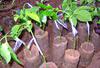Grafted Passion Fruit Seedling for Planting