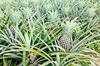 PINEAPPLES in Uganda 