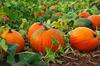 Pumpkins in Uganda 