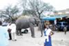 Mary the Friendly Elephant in Uganda