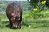 Hippo at the park