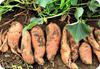 Sweet Potato Tubers Fresh From the Ground in Uganda