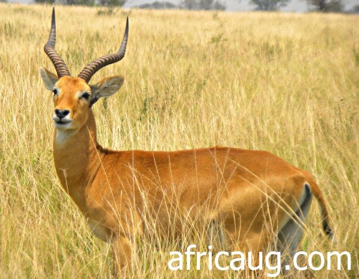 The Uganda Kob, by far the commonest Antelope at Queen Elizabeth National Park.   This animal is the Symbol for Wildlife on the Uganda Court of Arms