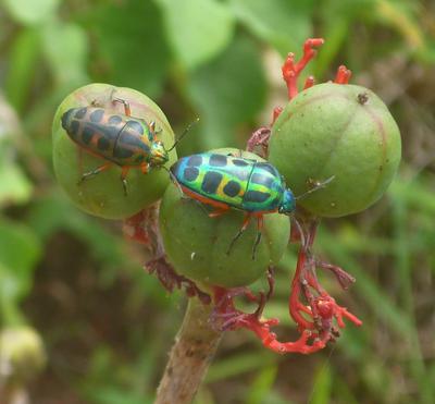 Beetles