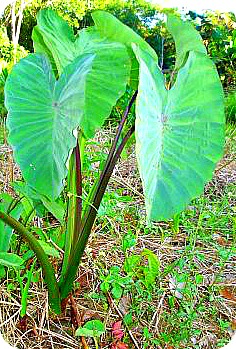 Yam Plant Common in Uganda Swamps