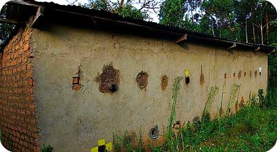 Honey Collection and Processing House in Africa , Uganda 